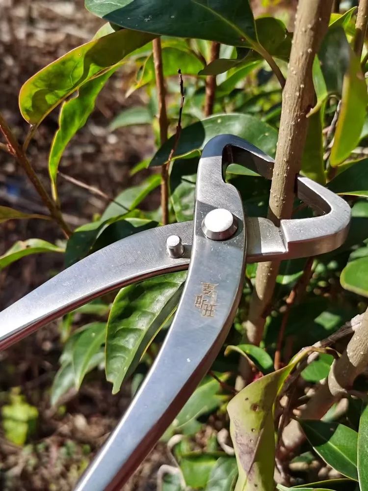 Professional Bonsai Tool Set   - Bonsai Tool Set 评论和价格